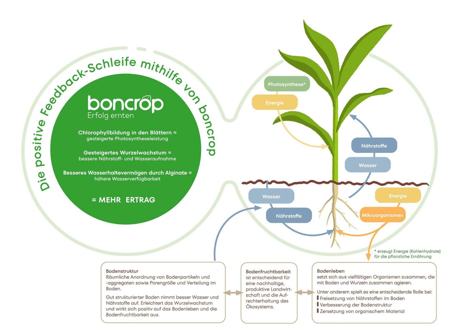 Vorteilhafte Auswirkungen von boncrop Biostimulanzien