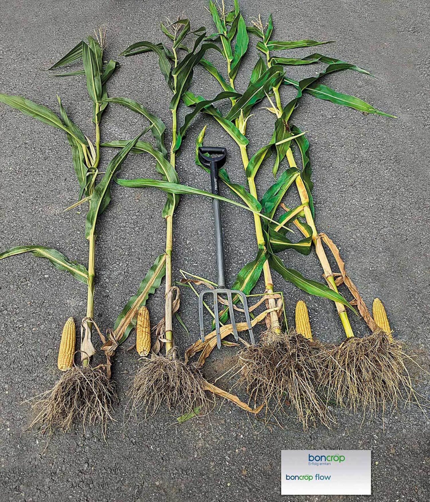 Impression aus den boncrop flow Praxisdemos 2023 - Maispflanzen im Vergleich