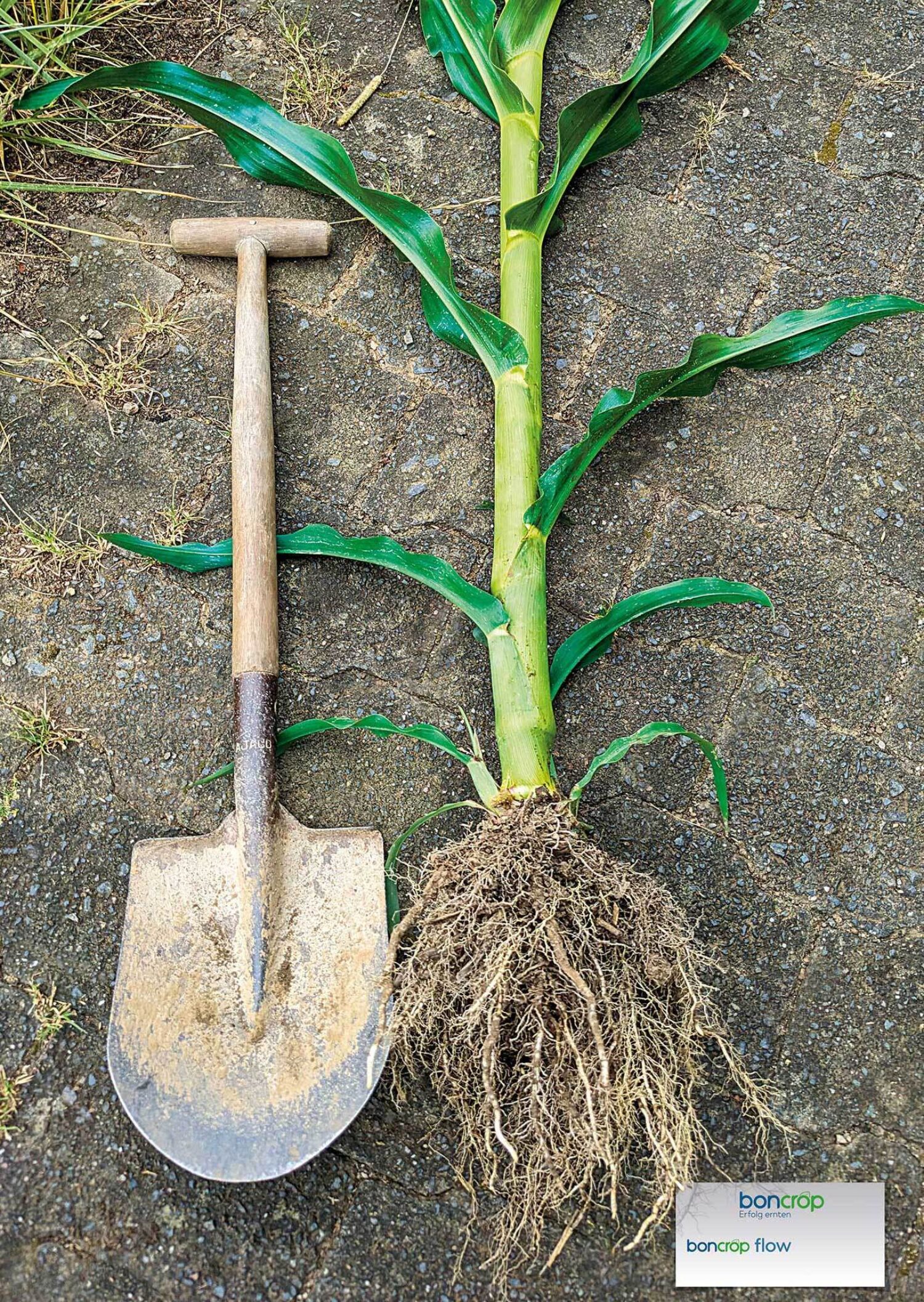 Impression aus den boncrop flow Praxisdemos 2023 - Maispflanze und Spaten