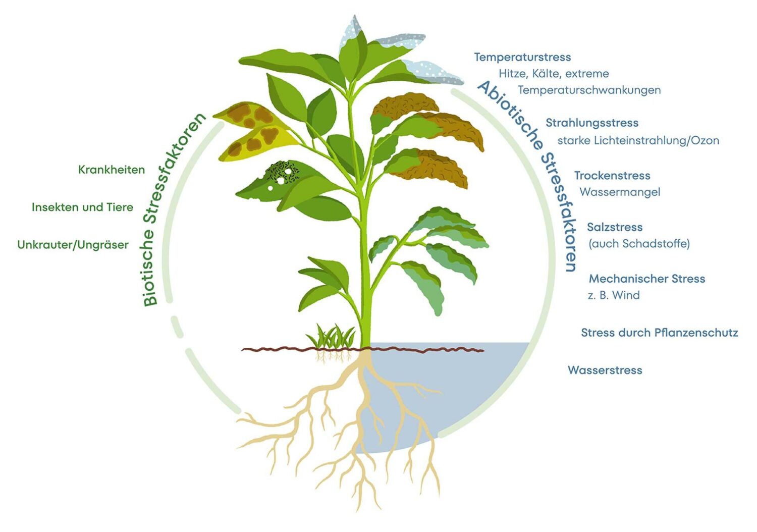 Abiotische und biotische Stressfaktoren für eine Pflanze