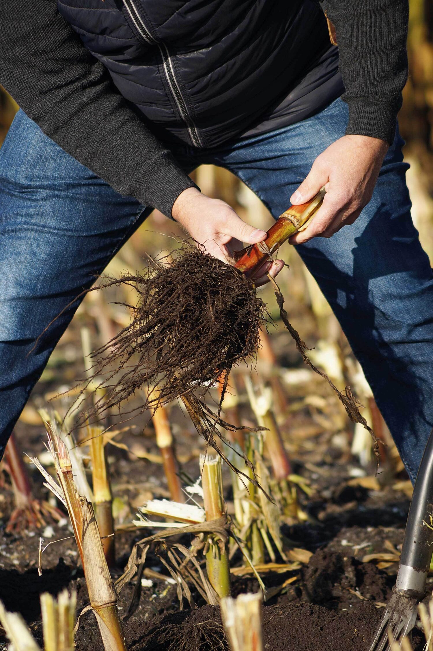 boncrop flow verbesserte das Wurzelwachstum einer Maispflanze