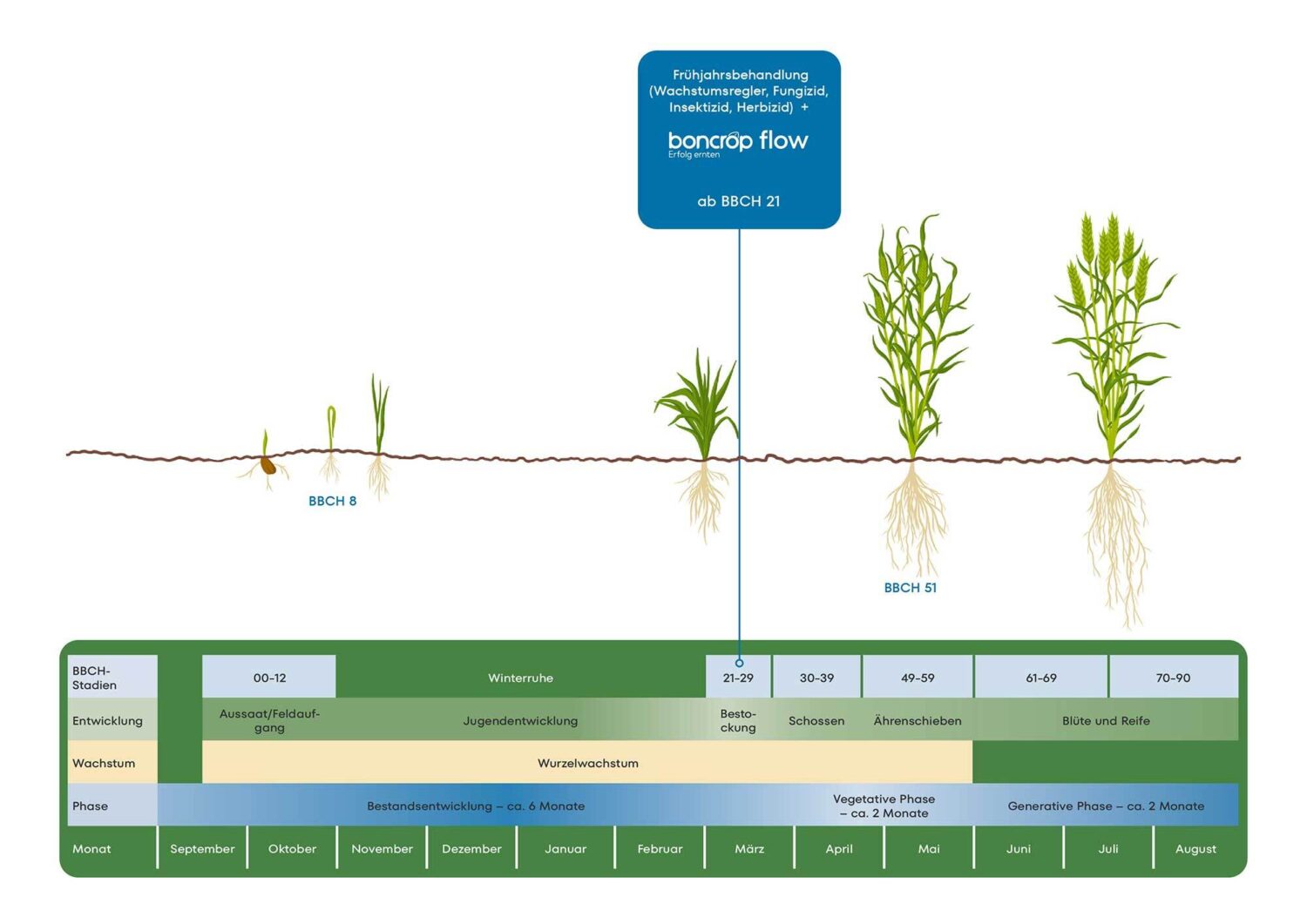 Anwendungszeitpunkt von boncrop flow im Weizen